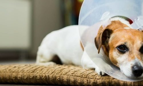 Dog wearing a cone and lying down