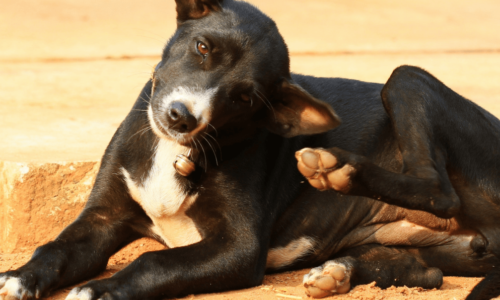 Dog scratching its leg