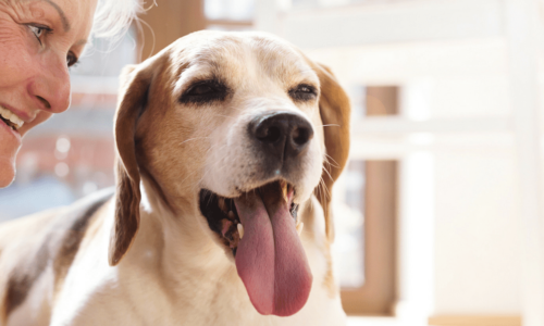 Elderly woman smiling at senior dog