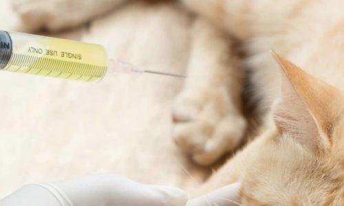 Cat getting a vaccination