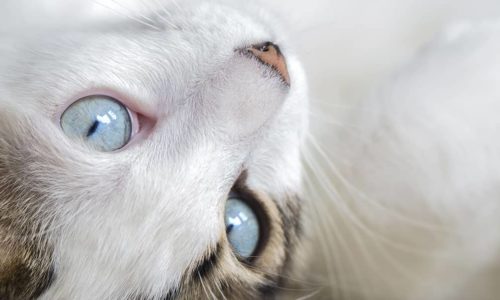 White cat lying on its back