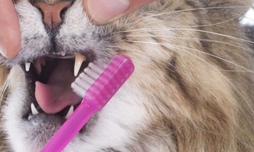 Cat getting its teeth brushed with a toothbrush