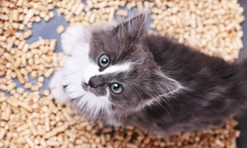 Kitten standing in litter box