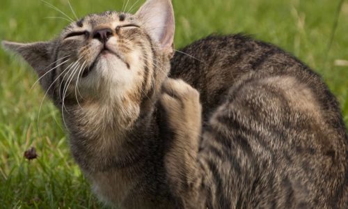 Cat scratching its leg