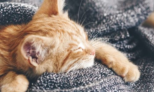 Kitten sleeping in a blanket