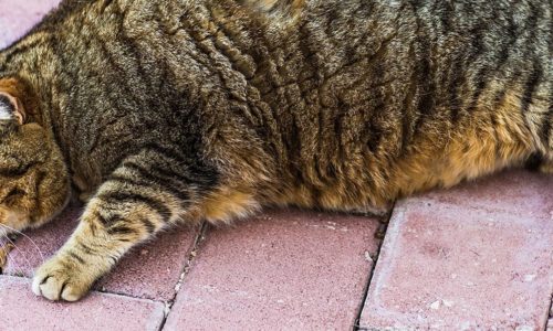 Overweight cat lying on a brick floor