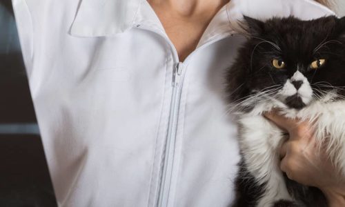 Veterinarian holding a black and white cat