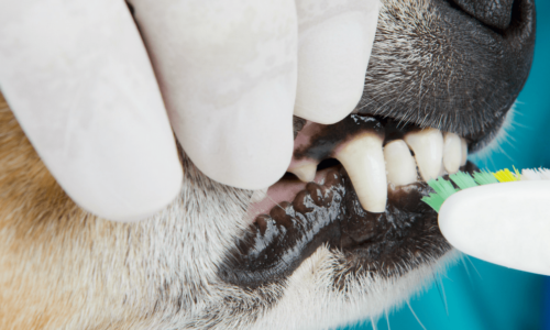 Gloved hands brushing teeth of a dog