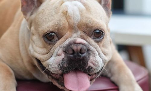 Dog lying down and sticking its tongue out