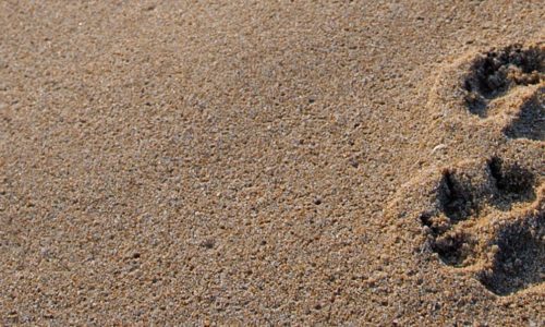 Paw prints in the sand